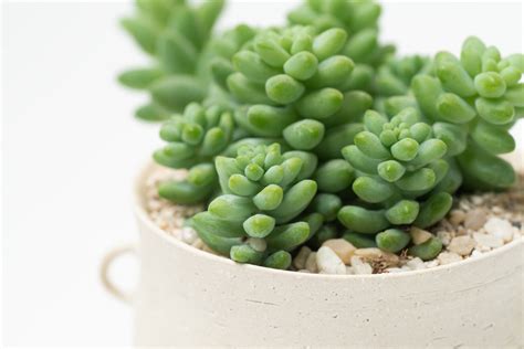 玉墜多肉繁殖|多肉圖鑑：新玉綴 Sedum morganianum 